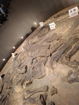 福井県立恐竜博物館に投稿された画像（2025/8/14）