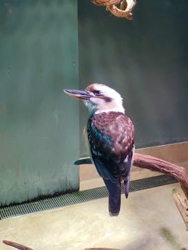 カワスイ 川崎⽔族館に投稿された画像（2025/8/14）