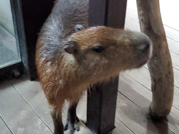 カワスイ 川崎⽔族館に投稿された画像（2025/8/14）