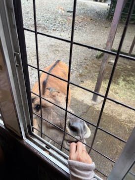 那須サファリパークに投稿された画像（2025/8/14）