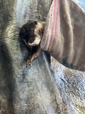 新江ノ島水族館に投稿された画像（2025/8/14）