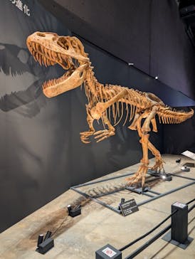 福井県立恐竜博物館に投稿された画像（2025/8/14）