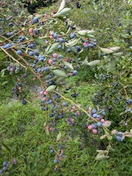 ドラゴンファームに投稿された画像（2025/8/14）