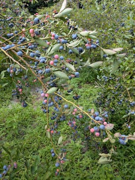 ドラゴンファームに投稿された画像（2025/8/14）