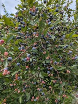 ドラゴンファームに投稿された画像（2025/8/14）