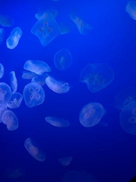 新江ノ島水族館に投稿された画像（2025/8/14）