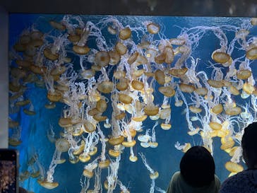 新江ノ島水族館に投稿された画像（2025/8/14）