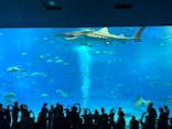 沖縄美ら海水族館に投稿された画像（2025/8/14）