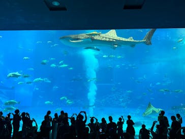 沖縄美ら海水族館に投稿された画像（2025/8/14）