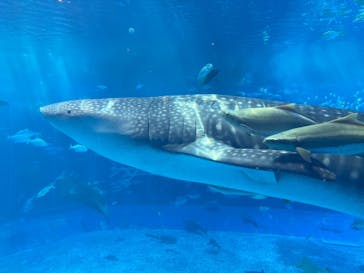 沖縄美ら海水族館に投稿された画像（2025/8/14）