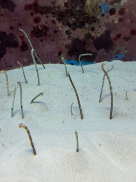 沖縄美ら海水族館に投稿された画像（2025/8/14）