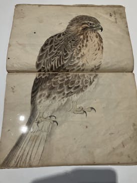 竹内栖鳳展に投稿された画像（2025/8/14）