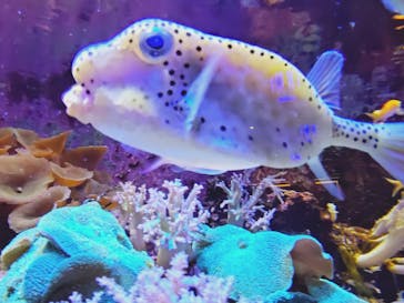 横浜開運水族館 フォーチュンアクアリウムに投稿された画像（2025/8/14）