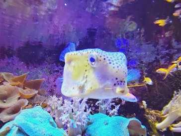 横浜開運水族館 フォーチュンアクアリウムに投稿された画像（2025/8/14）