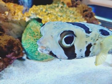 横浜開運水族館 フォーチュンアクアリウムに投稿された画像（2025/8/14）