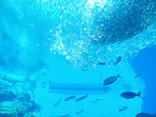 仙台うみの杜水族館に投稿された画像（2025/8/14）