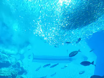 仙台うみの杜水族館に投稿された画像（2025/8/14）
