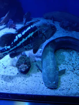 仙台うみの杜水族館に投稿された画像（2025/8/14）
