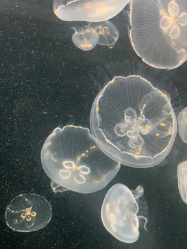 仙台うみの杜水族館に投稿された画像（2025/8/14）
