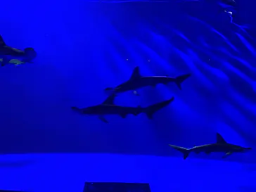仙台うみの杜水族館に投稿された画像（2025/8/14）
