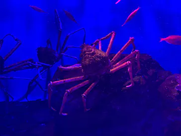 仙台うみの杜水族館に投稿された画像（2025/8/14）