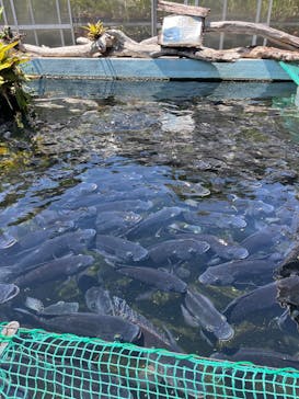 熱川バナナワニ園に投稿された画像（2025/8/14）