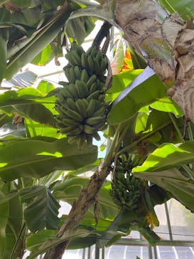 熱川バナナワニ園に投稿された画像（2025/8/14）