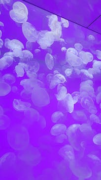 アクアワールド茨城県大洗水族館に投稿された画像（2025/8/14）