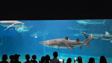 アクアワールド茨城県大洗水族館に投稿された画像（2025/8/14）