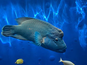 環境水族館アクアマリンふくしまに投稿された画像（2025/8/14）