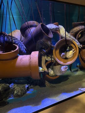 竹島水族館に投稿された画像（2025/8/14）