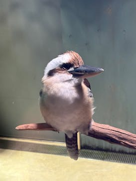 カワスイ 川崎⽔族館に投稿された画像（2025/8/14）