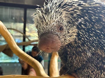 カワスイ 川崎⽔族館に投稿された画像（2025/8/14）