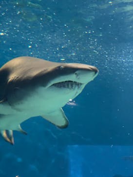 アクアワールド茨城県大洗水族館に投稿された画像（2025/8/14）