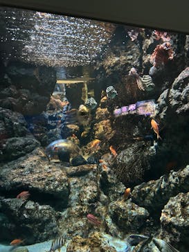 名古屋港水族館に投稿された画像（2025/8/14）