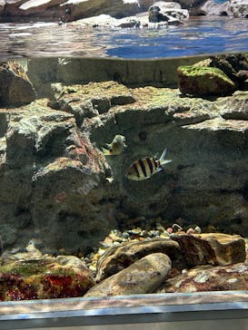 名古屋港水族館に投稿された画像（2025/8/14）