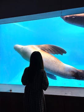 大分マリーンパレス水族館 「うみたまご」に投稿された画像（2025/8/14）