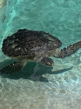 新江ノ島水族館に投稿された画像（2025/8/14）