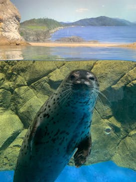 新江ノ島水族館に投稿された画像（2025/8/14）