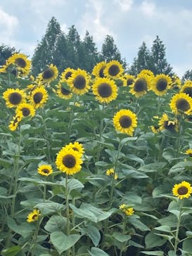 世羅高原農場に投稿された画像（2025/8/14）