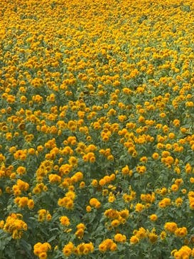 世羅高原農場に投稿された画像（2025/8/14）