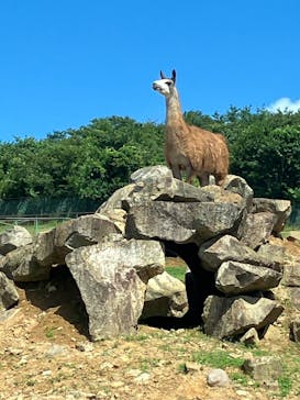 東北サファリパークに投稿された画像（2025/8/14）