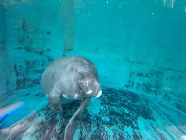 熱川バナナワニ園に投稿された画像（2025/8/14）