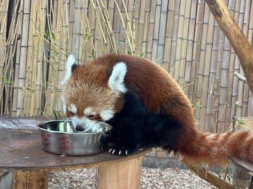 熱川バナナワニ園に投稿された画像（2025/8/14）