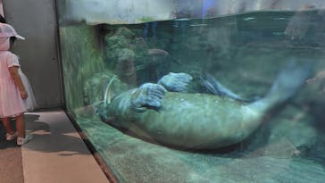 城崎マリンワールドに投稿された画像（2025/8/14）