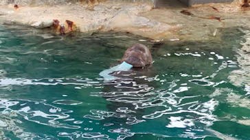 大分マリーンパレス水族館 「うみたまご」に投稿された画像（2025/8/14）