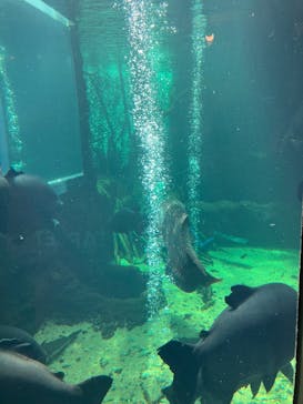 栃木県なかがわ水遊園に投稿された画像（2025/8/14）