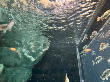 栃木県なかがわ水遊園に投稿された画像（2025/8/14）