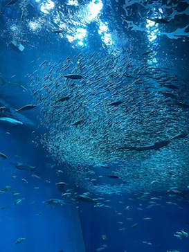 アクアワールド茨城県大洗水族館に投稿された画像（2025/8/14）