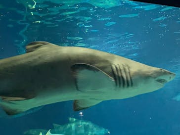 アクアワールド茨城県大洗水族館に投稿された画像（2025/8/14）